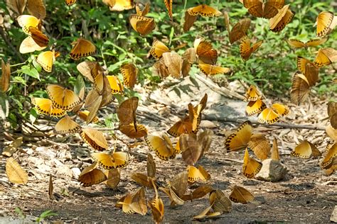 Butterfly Valley - A Whimsical Tale of Transformation and Environmental Responsibility!